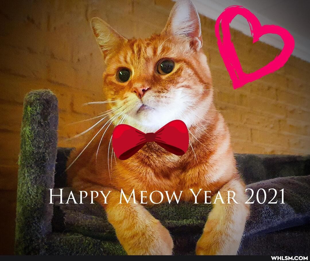 HAPPY MEOW YEAR 2021