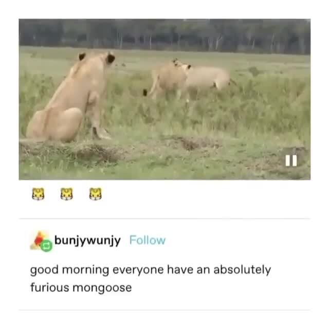 Mongoose Memes Best Collection Of Funny Mongoose Pictures On Ifunny