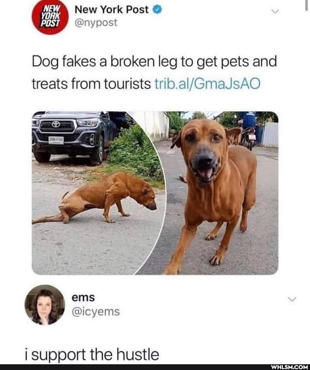 NEW New York Post
@nypost
Dog fakes a broken leg to get pets and treats from tourists
ems
@icyems
the hi jetle
