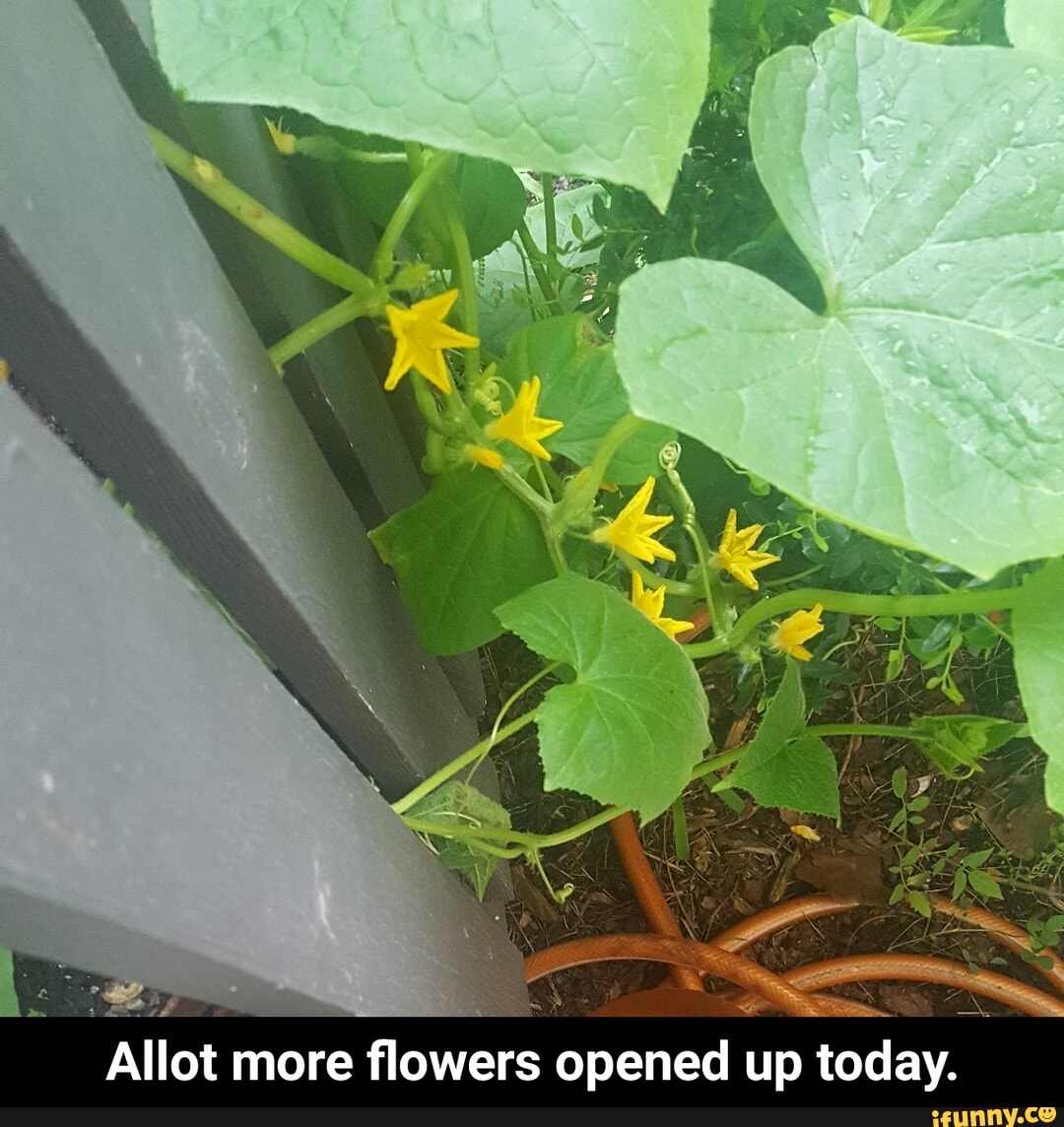 Allot
more
flowers
opened up
today. - Allot more flowers opened up today.