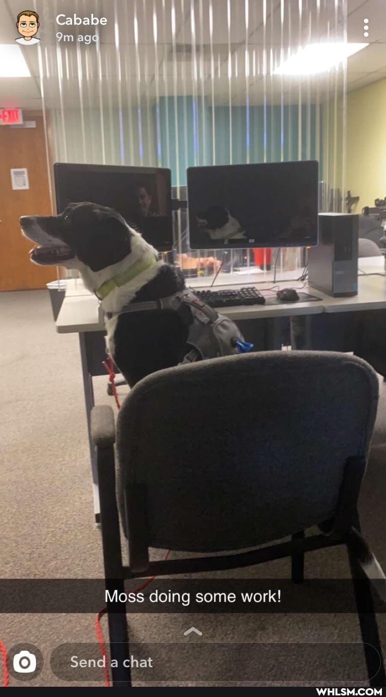 Moss doing some work!
Send a chat