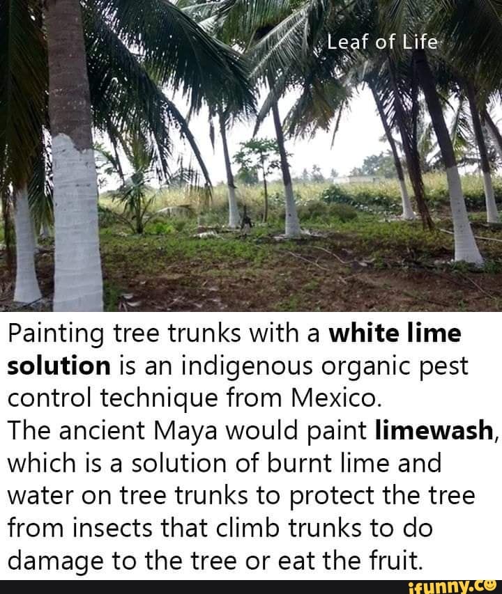 Leaf of Life Painting tree trunks with a white lime solution is an