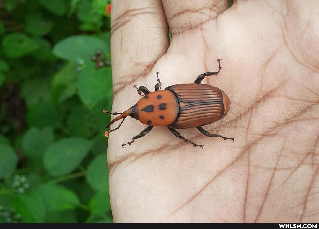 nature, insects, beetle, weevil