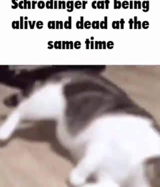 Schrodinger Cat Being Alive And Dead At The Same Time - )