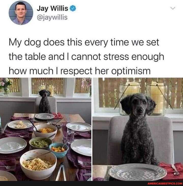 Jay Willis
My dog does this every time we set the table and I cannot stress enough how much I respect her optimism
