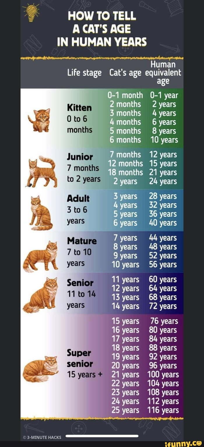 HOW TO TELL AGE IN HUMAN YEARS Human life stage Cat's age equivalent