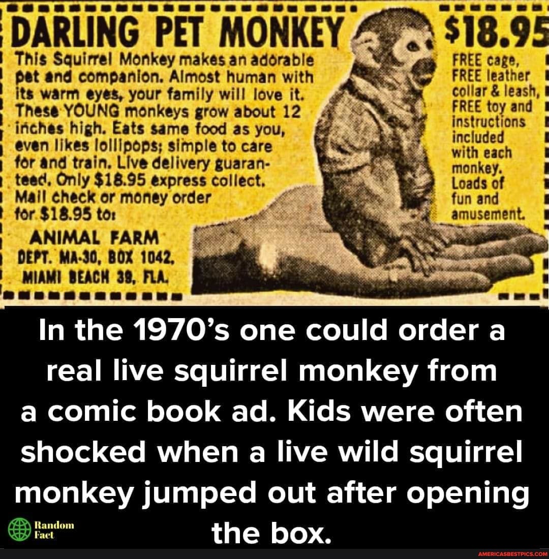DARLING PET MONKEY $18.9
This Squirrel Monkey makes an adorable FREE cage, pet end companion. Almost human with FREE leather its warm eyes, your family will love it. collar & leash,
These YOUNG monkeys grow about 12 FREE toy and
instructions inches high. Eats same food as you, included
even likes lollipops; simple to care with each
for and train. Live delivery guaran- monkey.
teed, Only $18.95 express collect. Loads of
Mail check or money order fun and for $18.95 tor amusement.
ANIMAL FARM DEPT. MA-30, BOX 1042,
MIAMI BEACH 3@, FLA
In the 1970's one could order a real live squirrel monkey from a comic book ad. Kids were often shocked when a live wild squirrel monkey jumped out after opening the box.