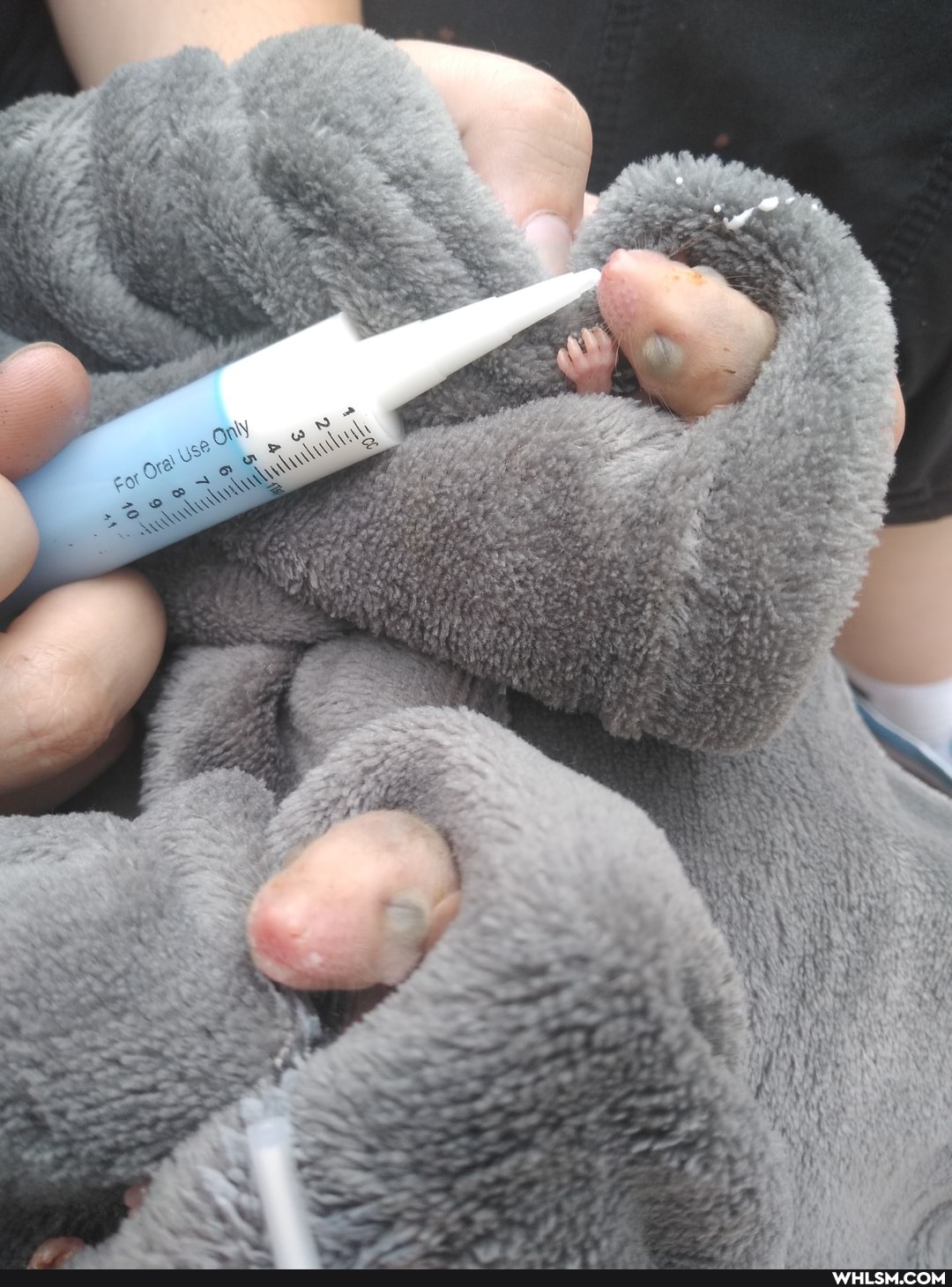 baby_animals, animal_rescue, kinda_gross, opossum, feeding_time