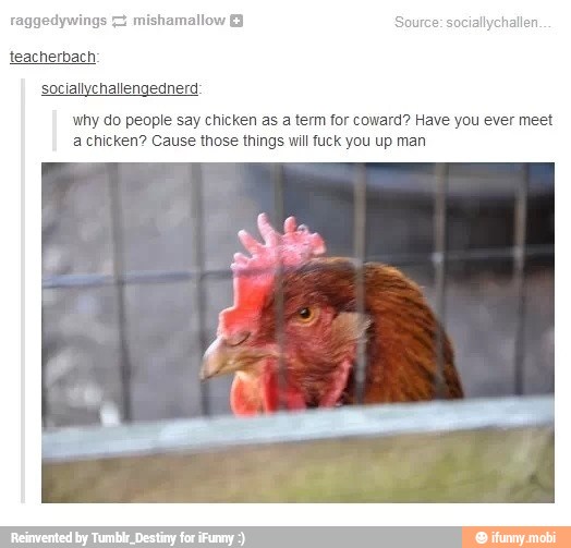 Why do people say chicken as a term for coward? Have you ever meet ken
