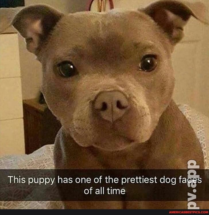 This puppy has one of the prettiest dog fa of all time
