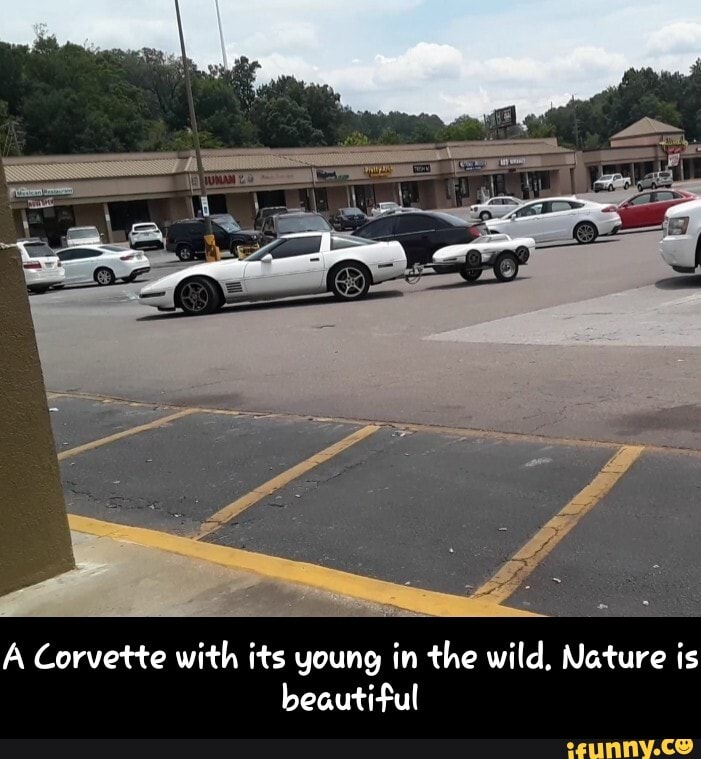 A Corvette with its young in the wild, Nature is
beautiful - A Corvette with its young in the wild. Nature is beautiful