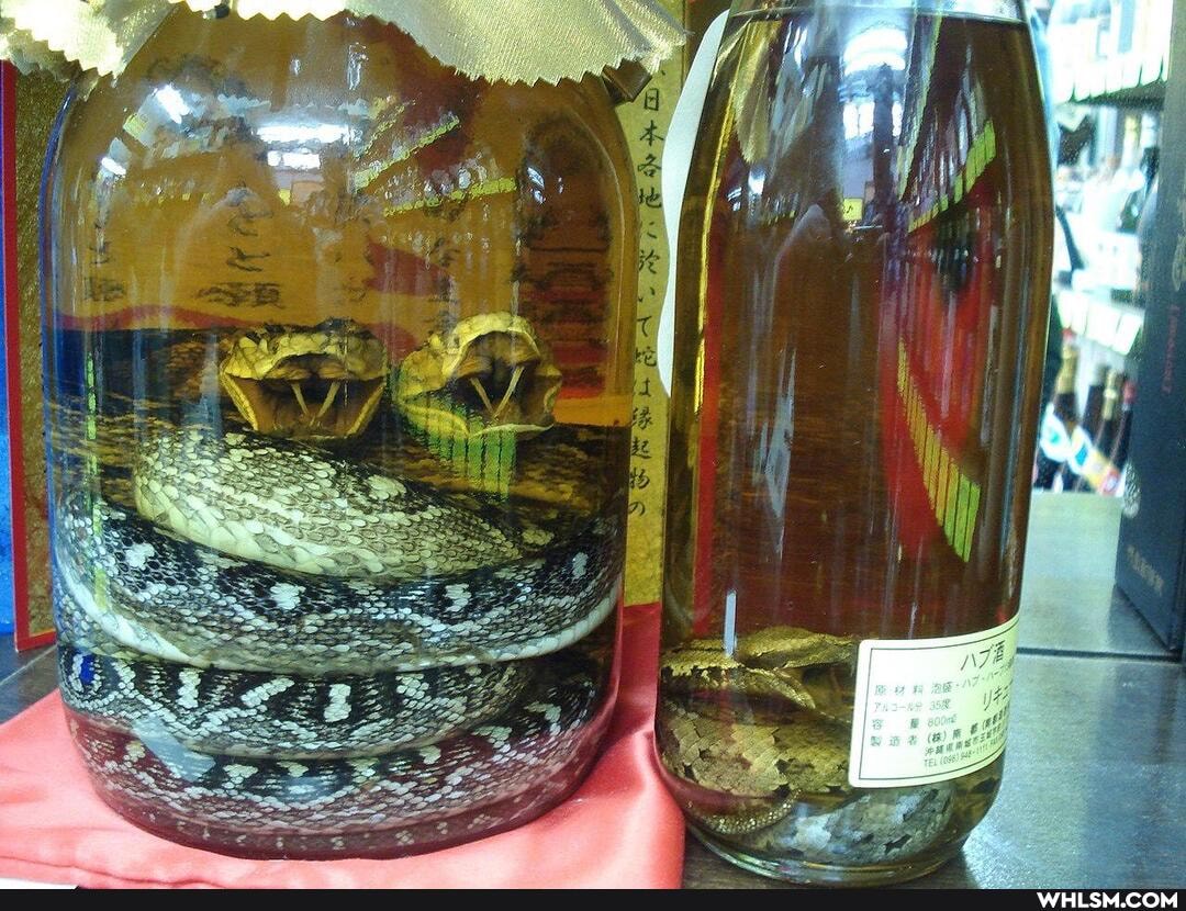 japan, snake, the_great_outdoors