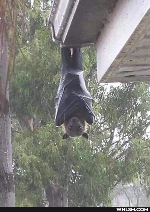 wildlife, australia, nope, spiders