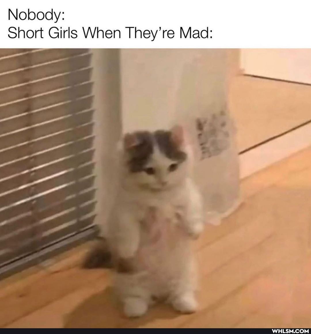 Nobody:
Short Girls When They're Mad: