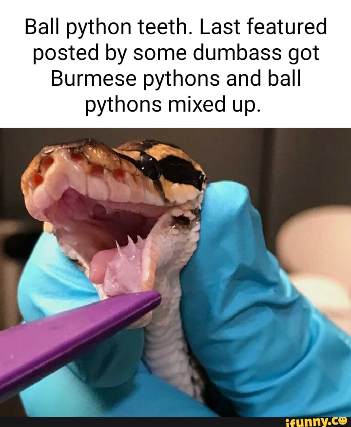 Ball python teeth. Last featured posted by some dumbass got Burmese ...