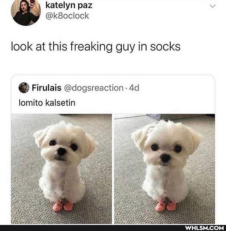 katelyn paz:
look at this freaking guy in socks
Firulais @dogsreaction
lomito kalsetin