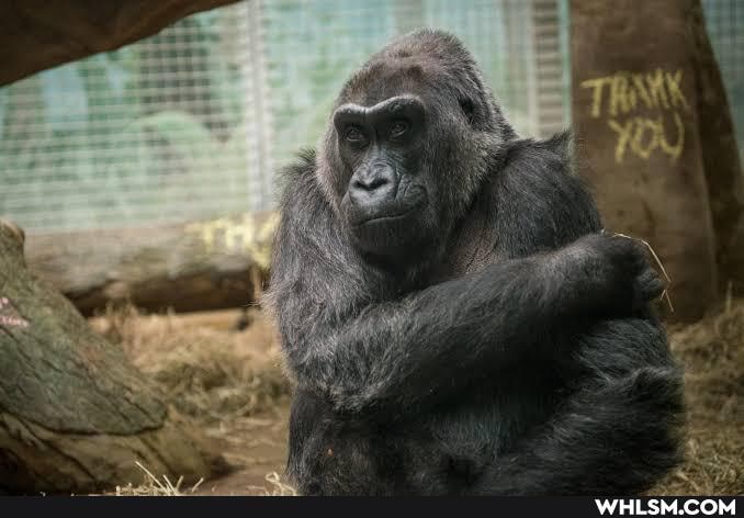 news, history, gorilla, current_events