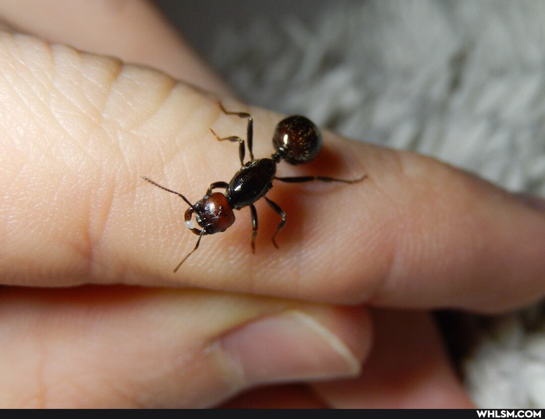 ant, antsczech, beautiful, messor_barbarus