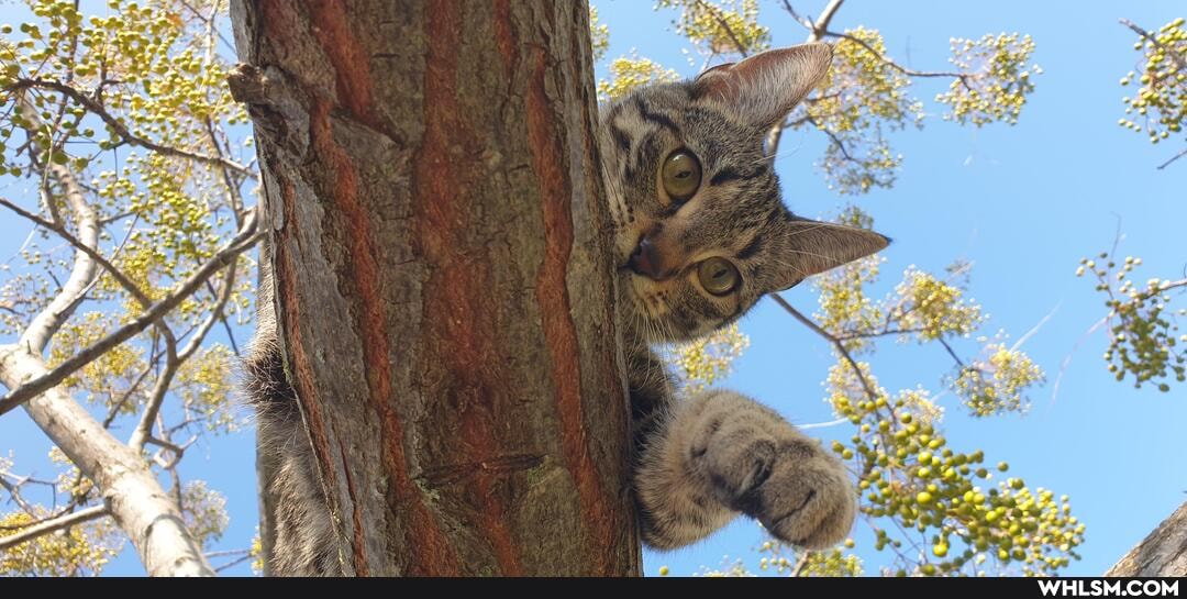 cats, cuteness_overload, caturday