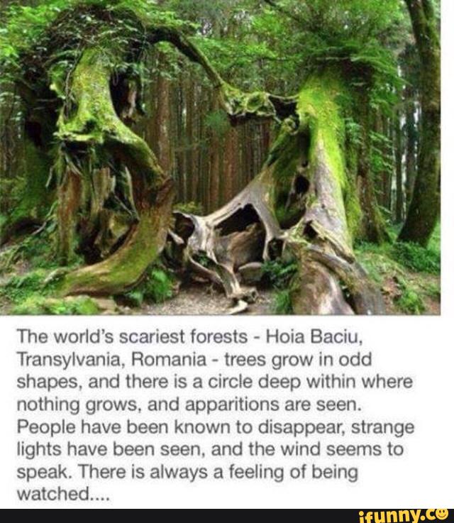 The world's scariest forests - Hoia Baciu. Transylvania. Romania ...