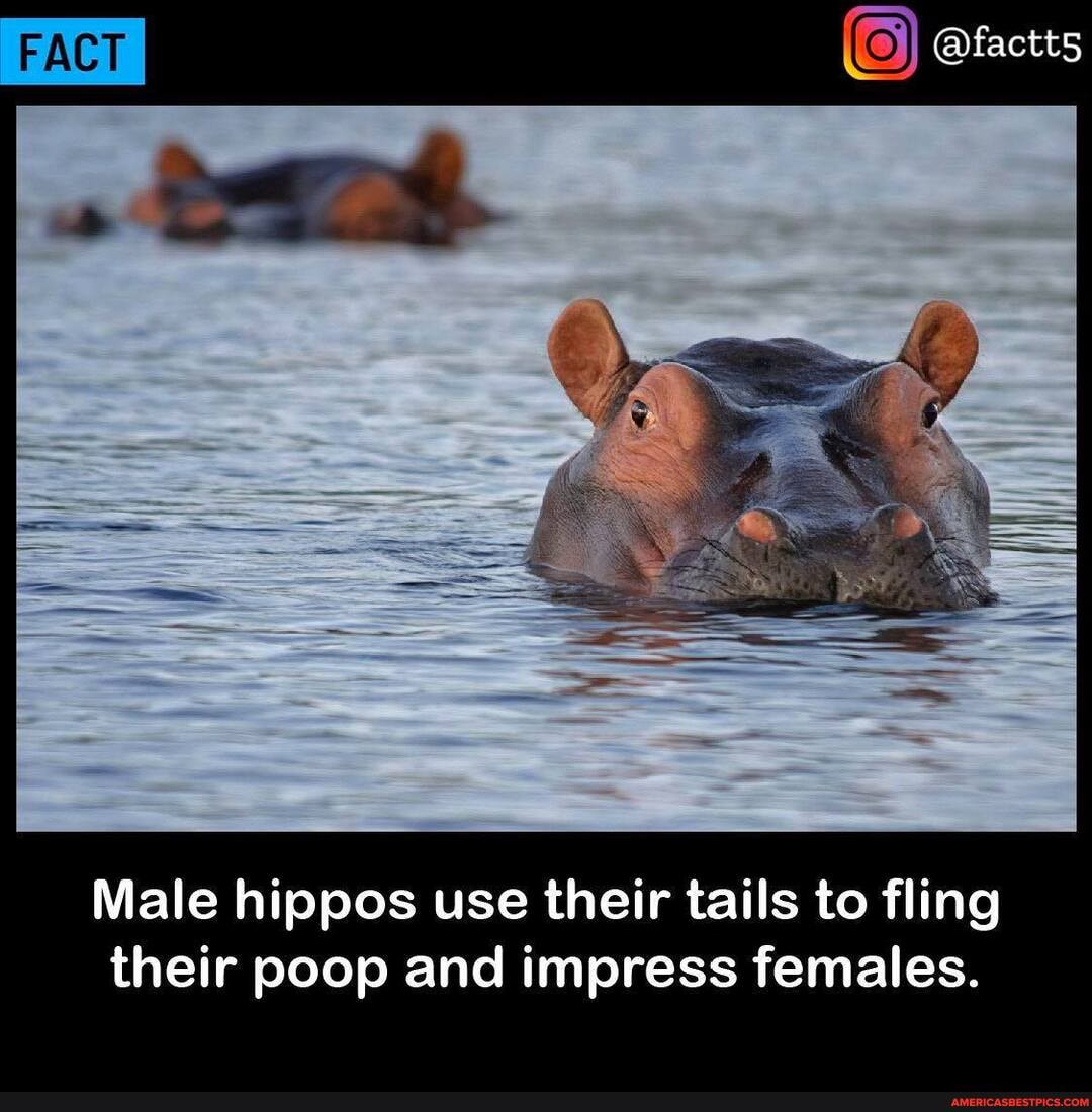 FACT @lactts Male hippos use their tails to fling their poop and ...