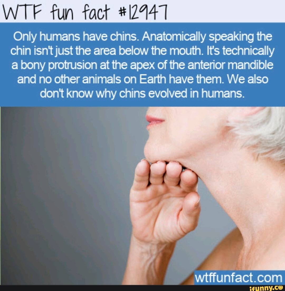 Wtf Fun Fact 12447 Only Humans Have Chins Anatomically Speaking The Chin Isnt Just The Area