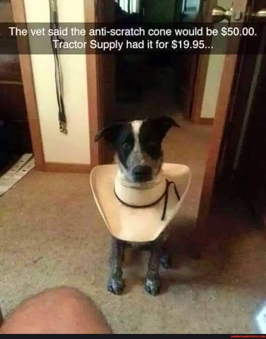 personalized dog leash holder