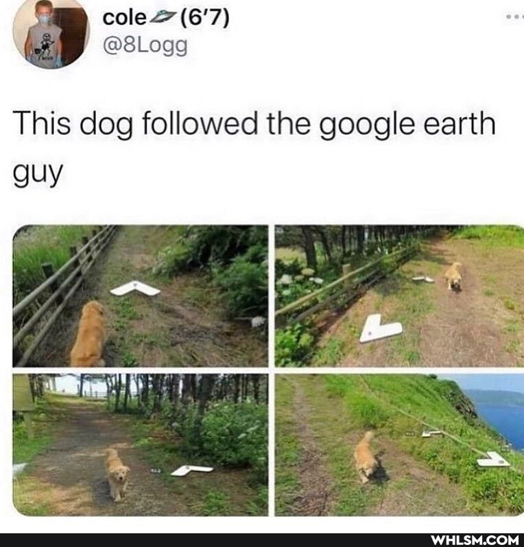 cole @8Logg
This dog followed the google earth guy
