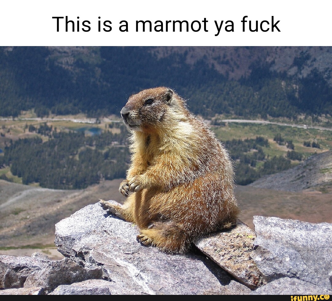 Create Meme Marmot Memes Memes Smiles Marmara Pictures Meme | The Best ...