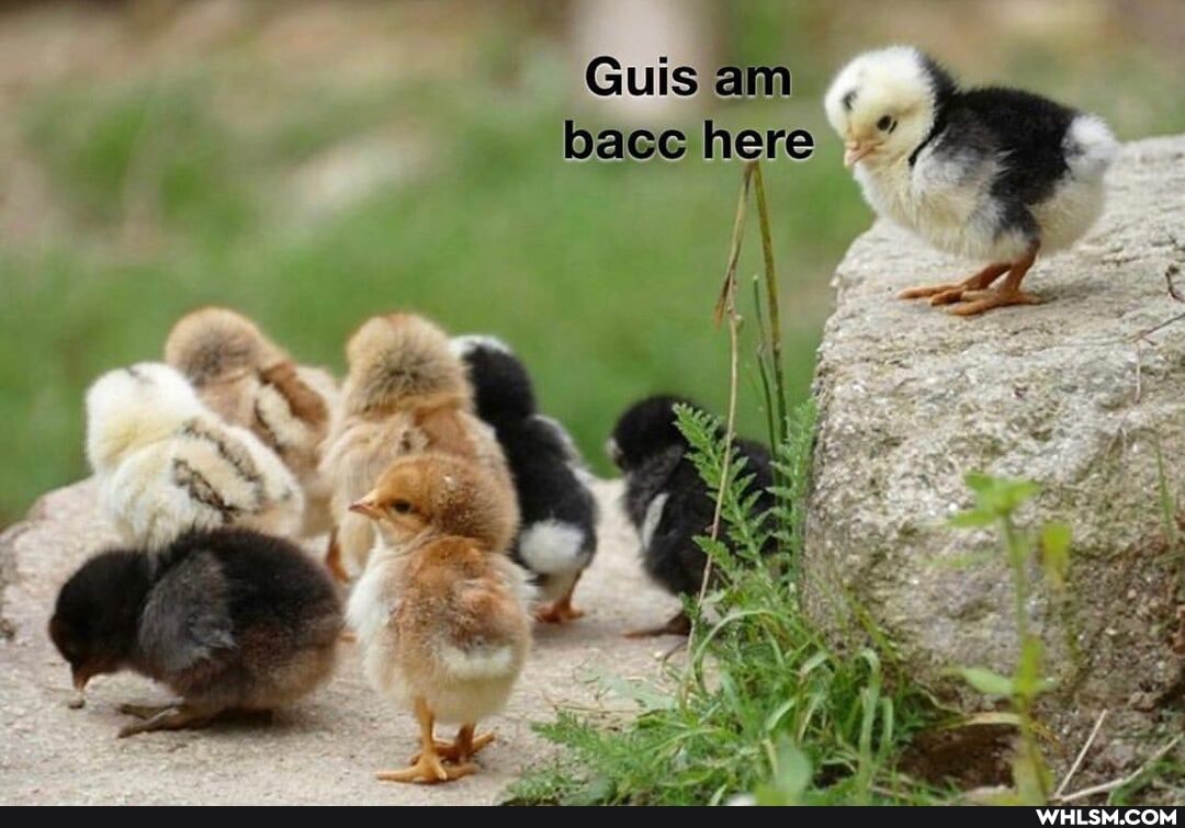 Guis am
bace here