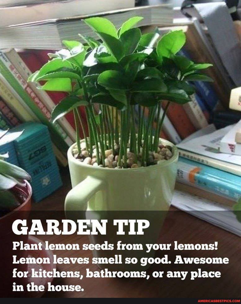 GARDEN TIP Plamt lemon seeds from your lemons! Lemon leaves smell so