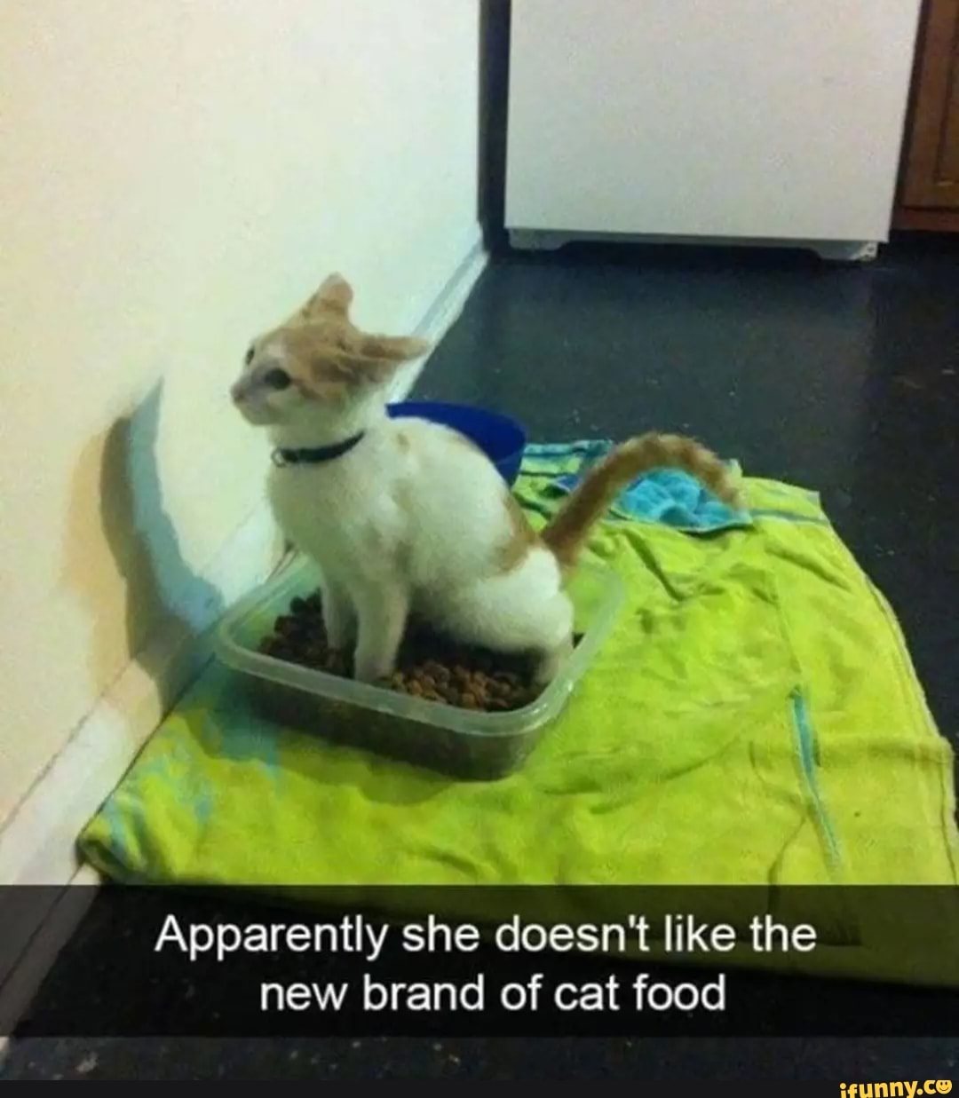 Apparently she doesn't like the new brand of cat food - iFunny