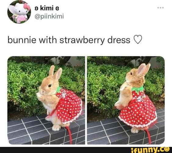 strawberry dress meme