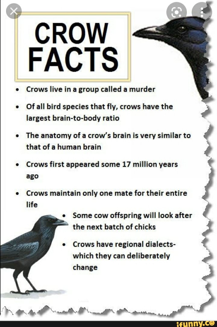 CROW FACTS Crows live in a group called a murder Of all bird species