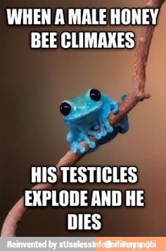 WHEN A MALE
HONEY,
BEE CLIMAXES)
HIS TESTICLES
