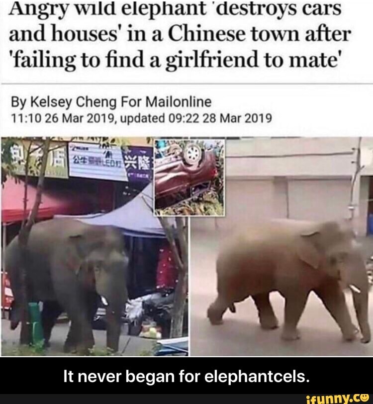 Angry wild elephant 'destroys cars and houses' in a Chinese town after
'failing to find a girlfriend to mate'
By Kelsey Chang For Mailonline
11 10 26 Mar 2019, updated 09 22 28 Mar 2019
It never began for elephantcels. - It never began for elephantcels.