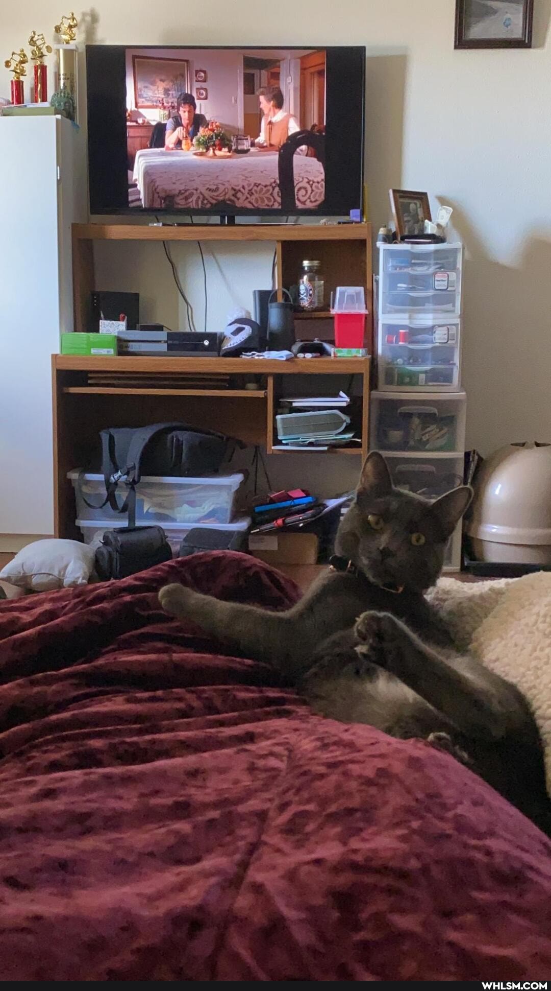 funny, nowhlsmsgiven, whatthewhlsm, sillycat