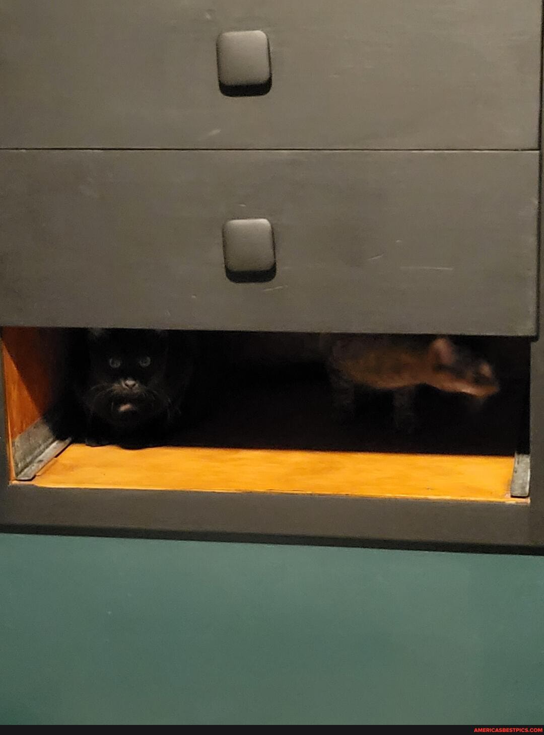 caturday, cat, cute, aww