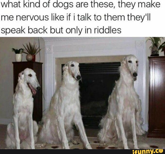 What kind of dogs are these, they make me nervous like if i talk to ...