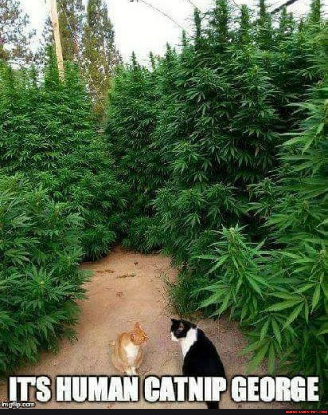 ORGE
CATNIP.
