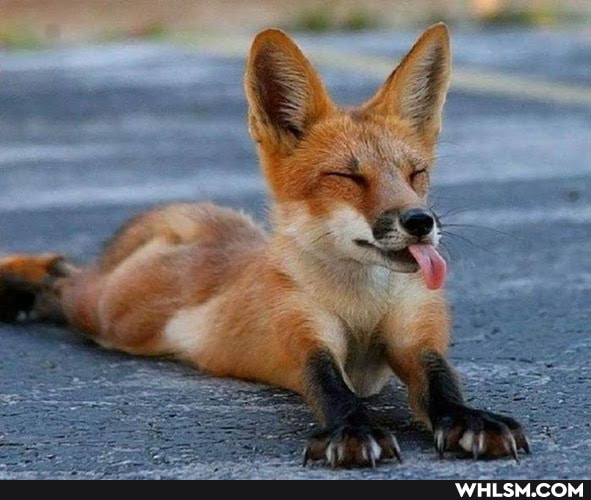 baby_animals, neutral_post, positive_vibes