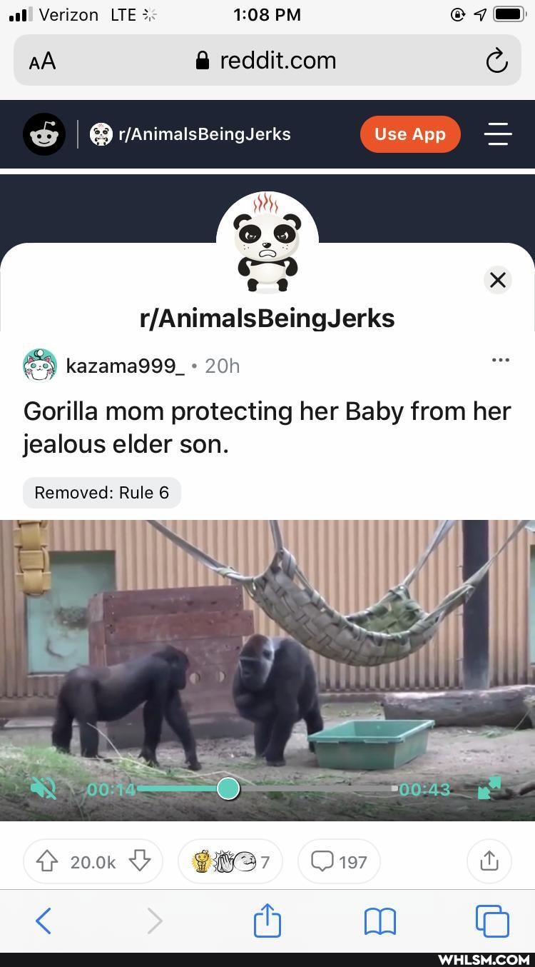 al! Verizon LTE PM
I Use App
AA @
ef x
Gorilla mom protecting her Baby from her jealous elder son.
kazama999_-
Removed: Rule 6
20.0k
< (hy nm