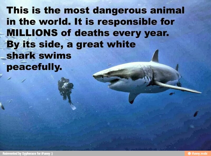 This is the most dangerous animal I
in the world. It is responsible for
MILLIONS of deaths every ye:
By its side, a great white
_shark swims
peacefully.