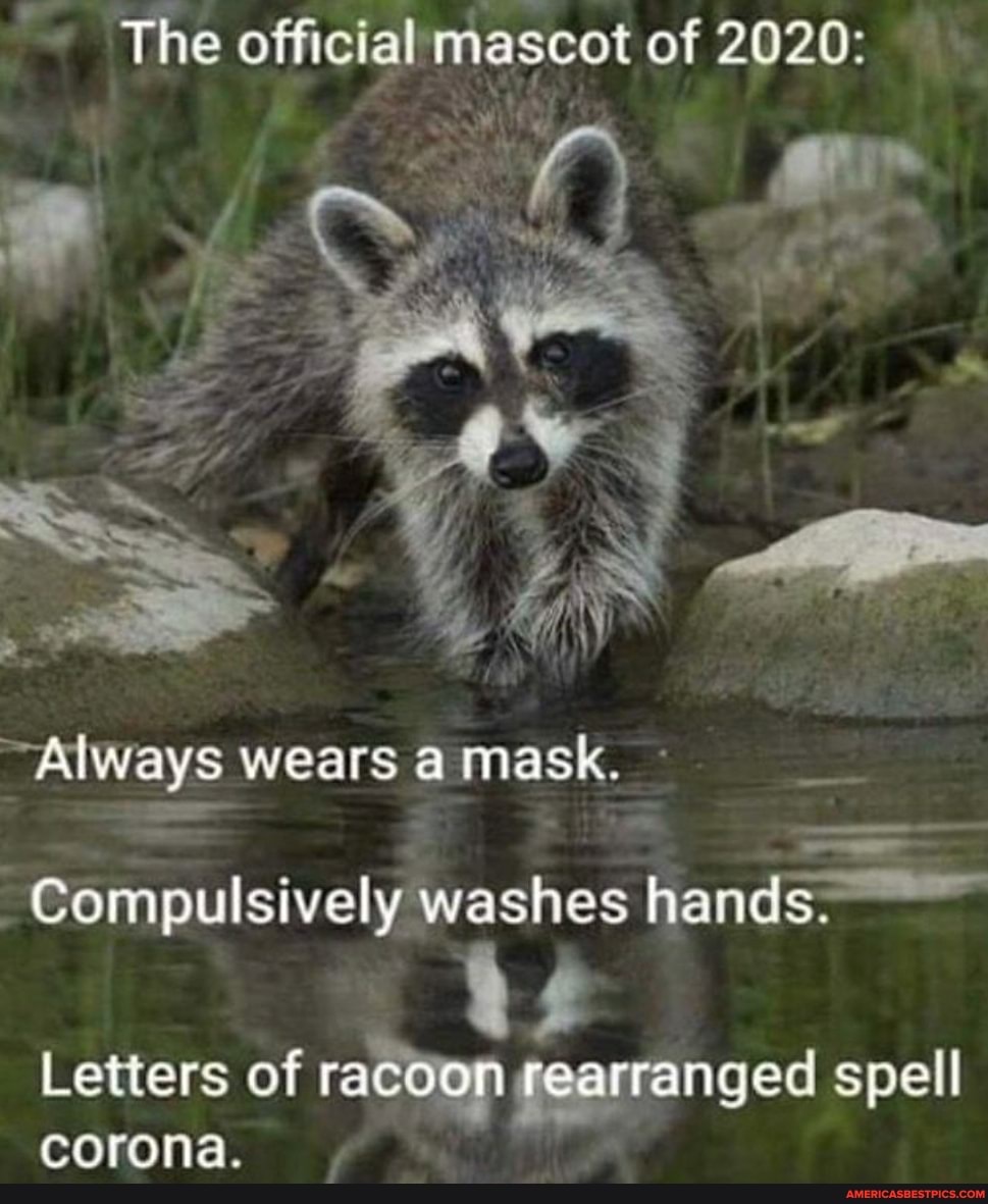 The official mascot of 2020:
Always wears a mask.
Compulsively washes hands.
Letters of racoon rearranged spell corona.