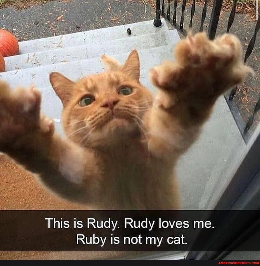 This is Rudy. Rudy loves me.
Ruby is not my cat.