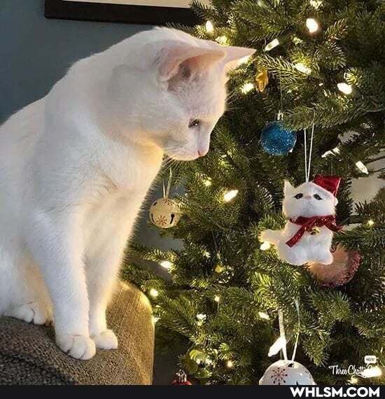 cat, cats, christmas, decoration