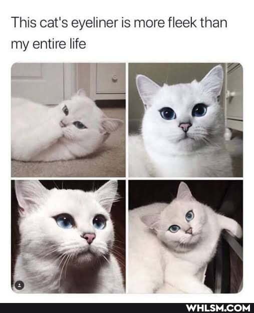This cat's eyeliner is more fleek than my entire life
- if