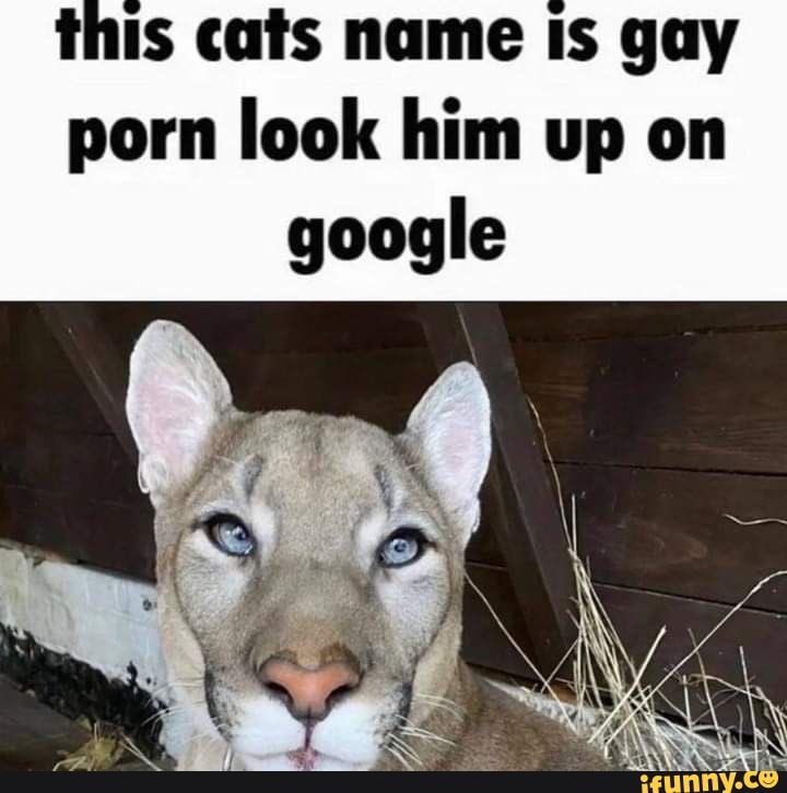 Gay Porn Cat - This cats name Is gay porn look him up on google - iFunny Brazil