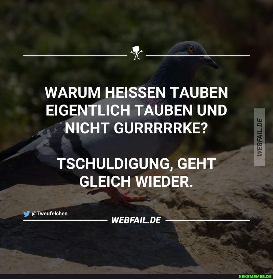 Der Spruch kommt flach angeflogen. 😄 WARUM HEISSEN TAUBEN EIGENTLICH