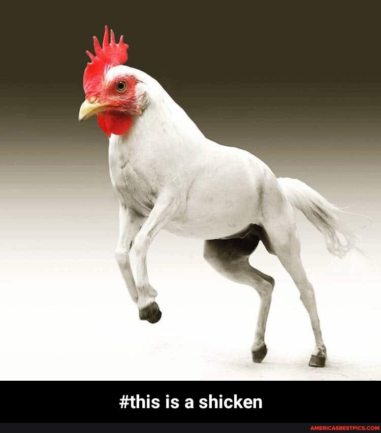 #this is a shicken - #this is a shicken